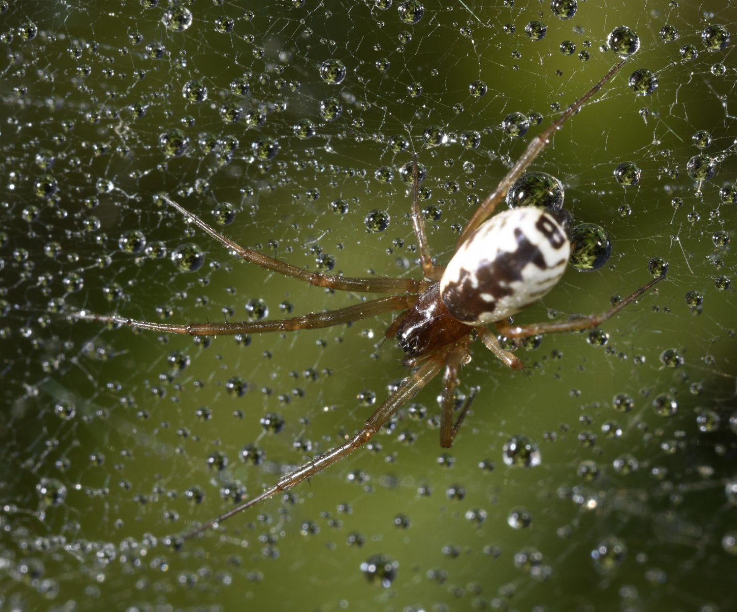 Frontinellina frutetorum - Novi Ligure (AL)